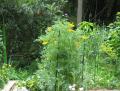 californiapoppy6