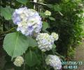 blue hydrangea4