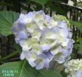 blue hydrangea5