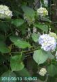 blue hydrangea1a