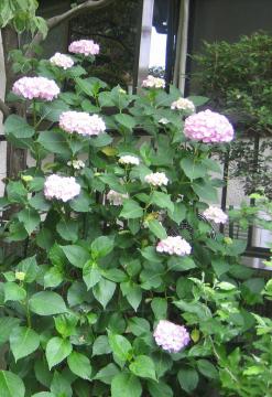 pink hydrangea1b