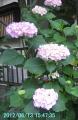 pink hydrangea2a