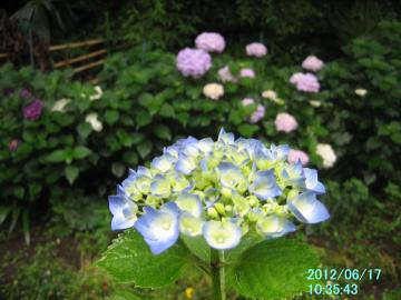 b;ie hydrangea