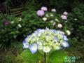 b;ie hydrangea