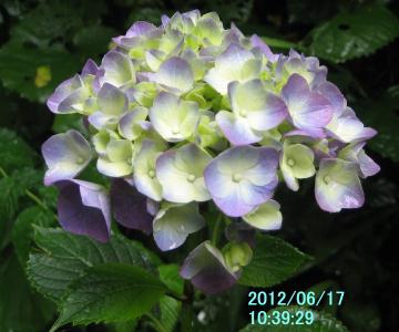 blue hydrangea