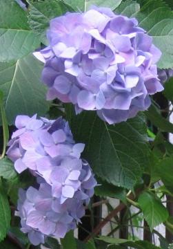 bluehydrangea