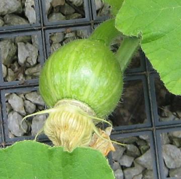 baby pumpkin