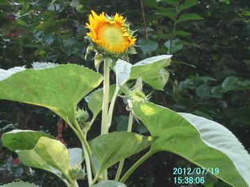 sunflower3