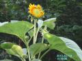 sunflower3