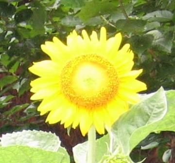 sunflower