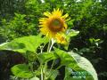 sunflower1