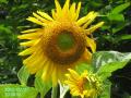 sunflower2