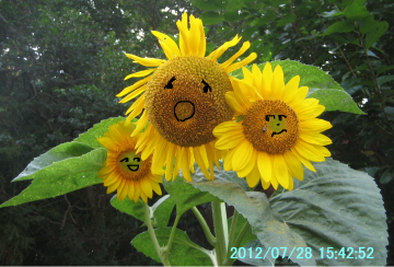 sunflower2