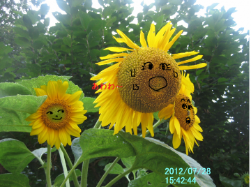 sunflower3