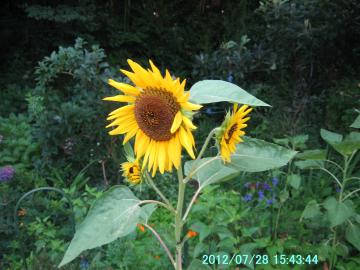 sunflower4