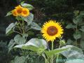 sunflower5