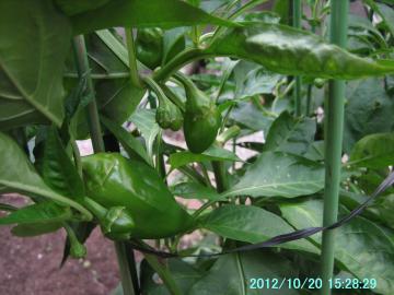 green pepper