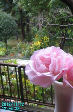 roses in a vase