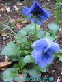 blue pansy