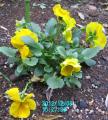 yellowpansy