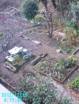 backyard from veranda