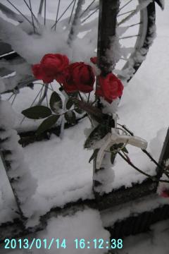 red roses in white snow