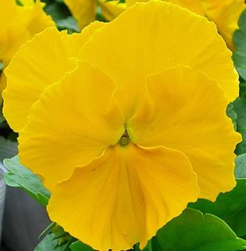 yellow pansy