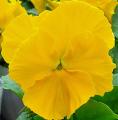 yellow pansy