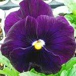 purple pansy