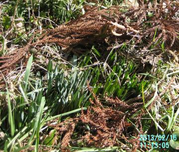 daffodils in weeds