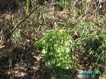 daffodils in the wood