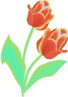 tulips