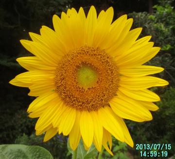 big sunflower 