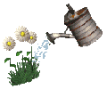 watering flowers