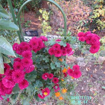 red chysabthemum and ginkgo