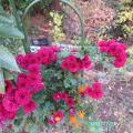 red chysabthemum and ginkgo