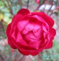 polyantha rose C_