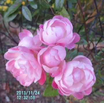 pink roses