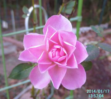 pink rose