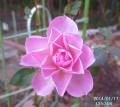 pink rose