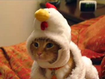 chicken cat