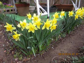 daffodils near table set