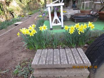 daffodils near table set