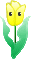 yellow tulip