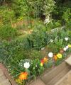 tulips lined up