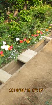 tulips lined up