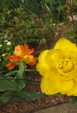 yellow and red tulips