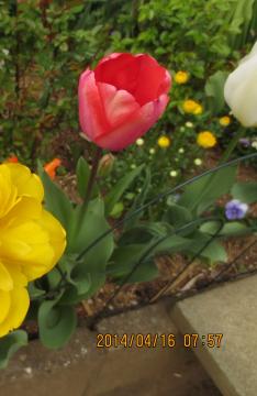 yellow and red tulips