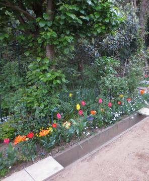 tulips lined up3