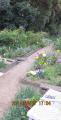 tulips lined up3